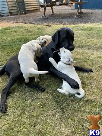 Labrador Retriever stud dog: a labrador retriever dog and several labrador retriever puppies