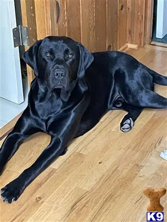 Labrador Retriever stud dog: a black labrador retriever dog lying on the floor