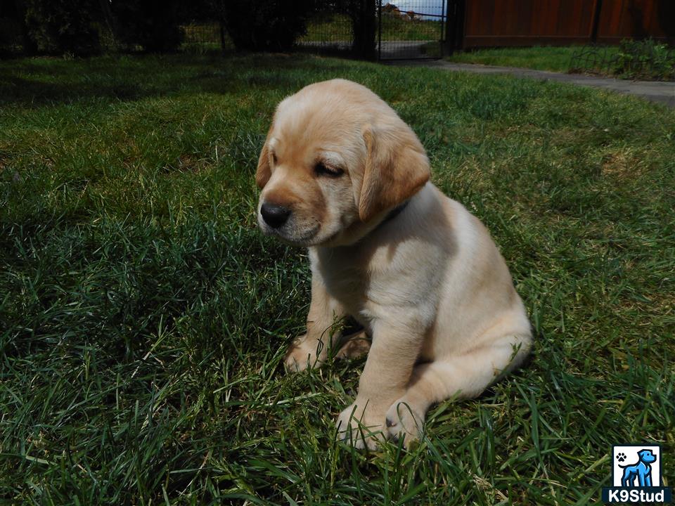 a labrador retriever puppy sitting in the grass