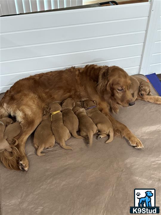 a golden retriever dog lying with golden retriever puppies