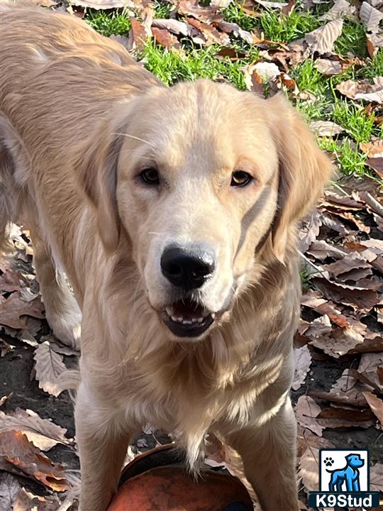 a golden retriever dog standing on leaves
