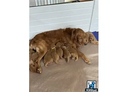 a golden retriever dog lying with golden retriever puppies