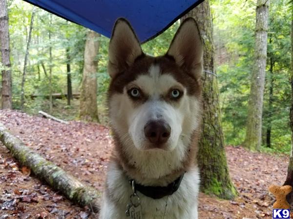 Siberian Husky