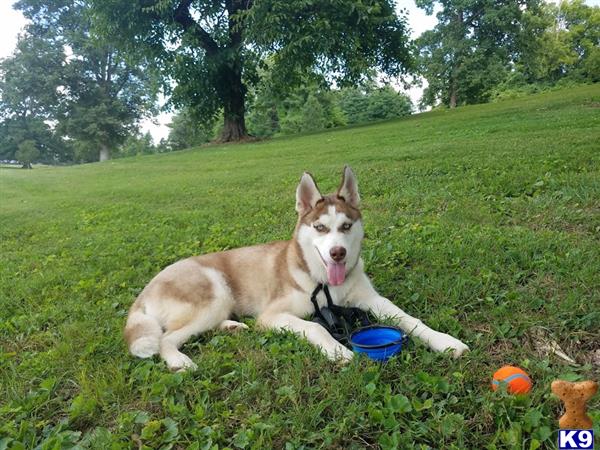 Siberian Husky stud dog