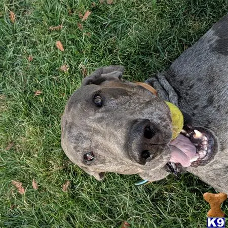 Great Dane stud dog