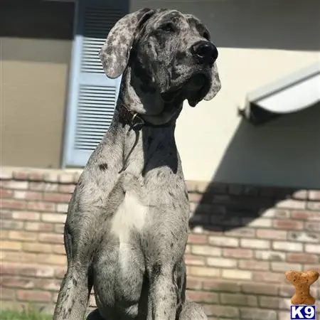 Great Dane stud dog