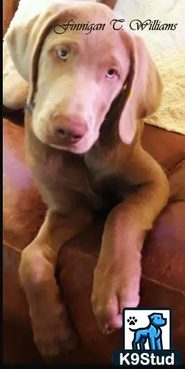 Labrador Retriever stud dog: a labrador retriever dog lying on a blanket