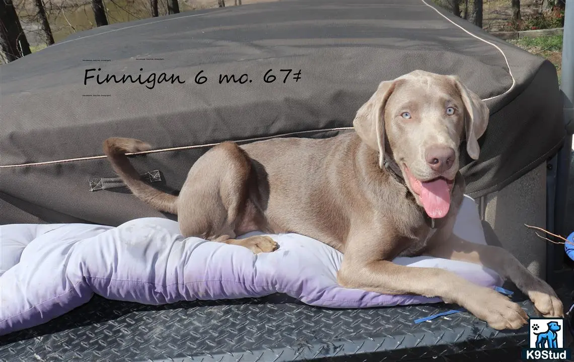 Labrador Retriever stud dog: a labrador retriever dog lying on a couch