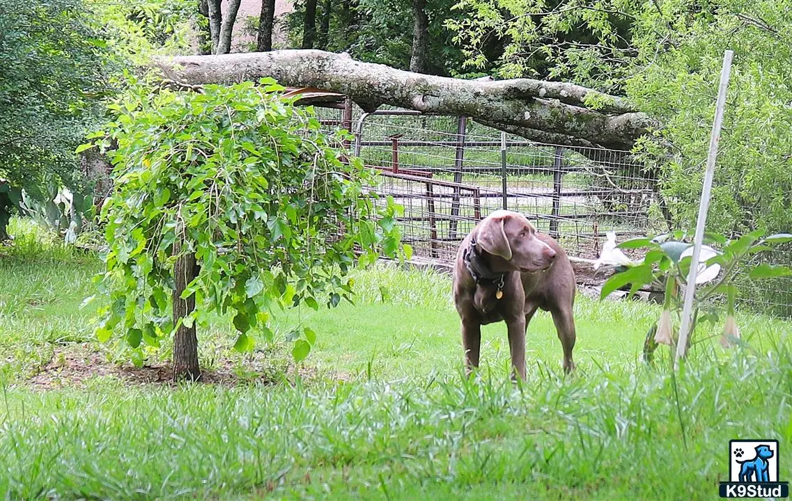Labrador Retriever stud dog: a hippo in a zoo exhibit