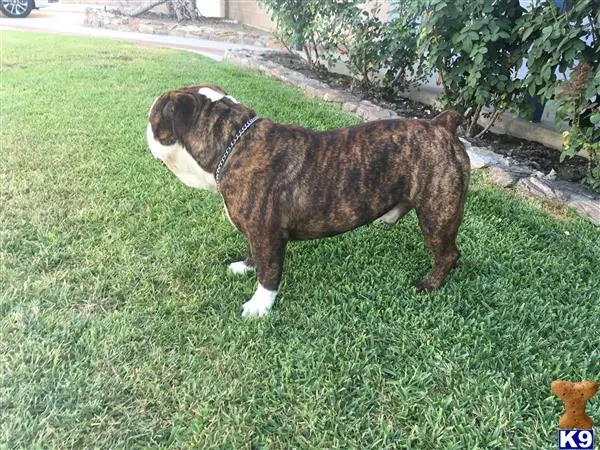 Old English Bulldog stud dog