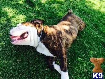 Old English Bulldog stud dog