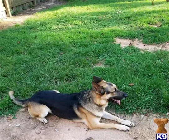 German Shepherd stud dog