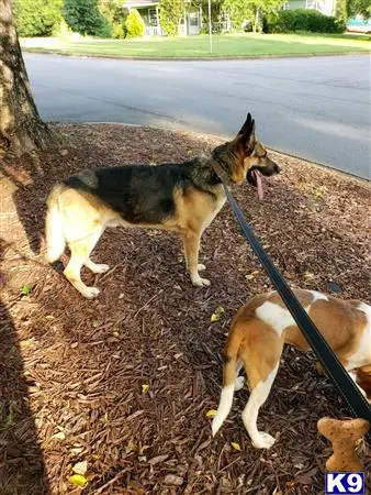 German Shepherd stud dog