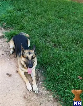 German Shepherd stud dog