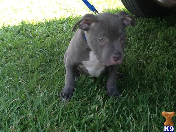 American Pit Bull stud dog