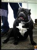 American Pit Bull stud dog: Black American Pit Bull sitting with a white chest patch