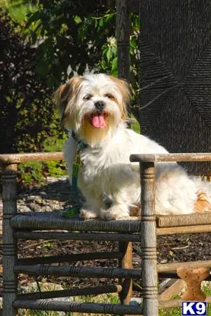 Shih Tzu stud dog