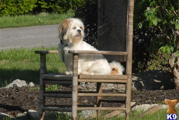 Shih Tzu stud dog