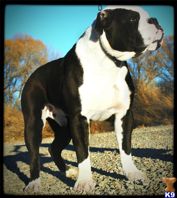 Old English Bulldog stud dog