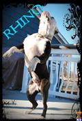 Old English Bulldog stud dog: Old English Bulldog standing on hind legs outdoors