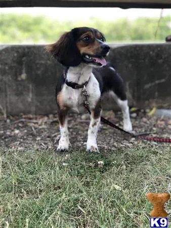 Beagle female dog