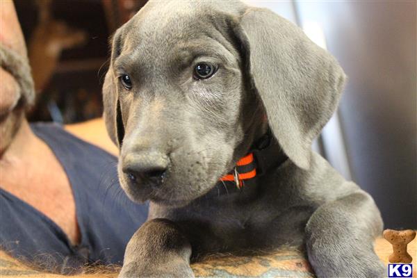 great dane puppies in michigan great dane puppy for sale beamer 17 months great dane puppies in michigan great dane puppy for sale beamer 17 months