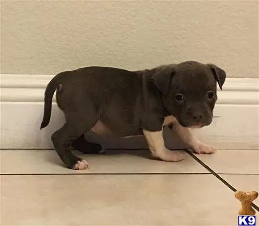 American Pit Bull puppy for sale