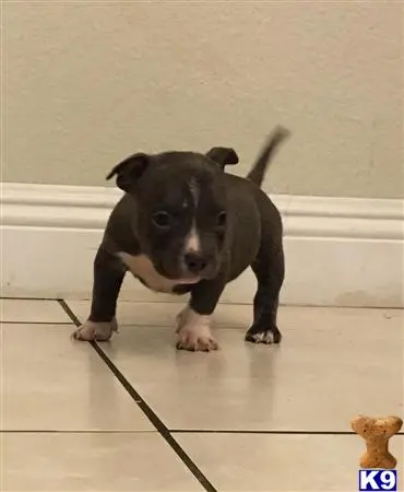 American Pit Bull puppy for sale