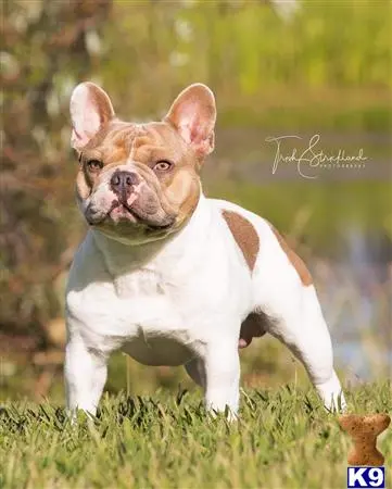 French Bulldog stud dog