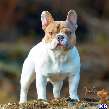 French Bulldog stud dog