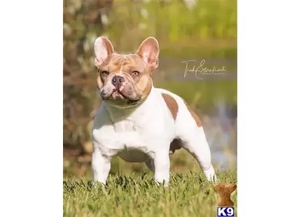 French Bulldog