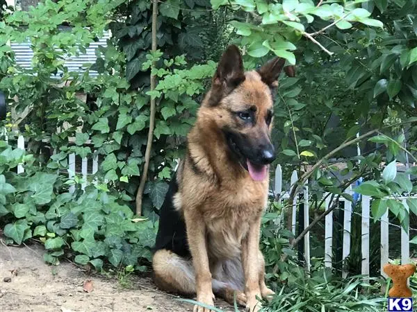 German Shepherd female dog