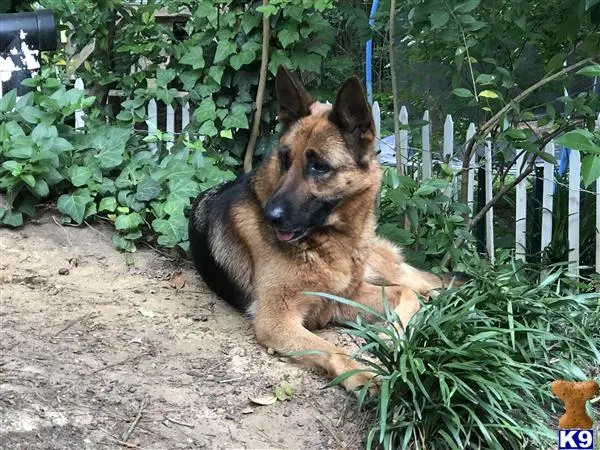 German Shepherd female dog