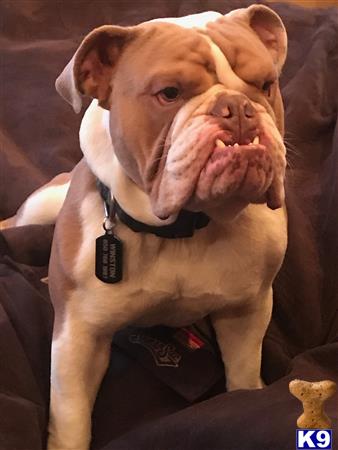 a english bulldog dog with a collar