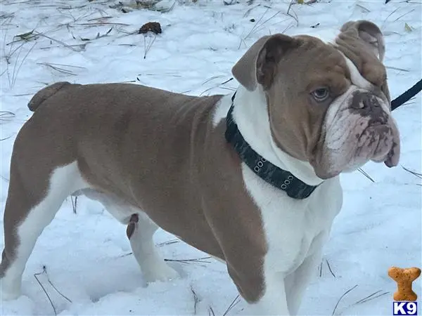 English Bulldog stud dog