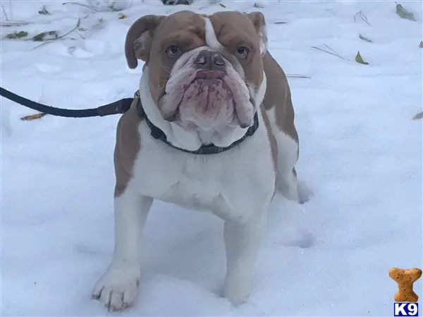 English Bulldog stud dog