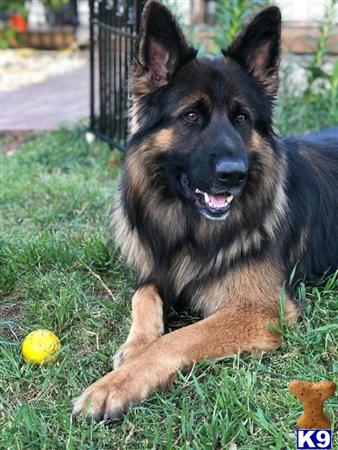 a german shepherd dog lying in the grass