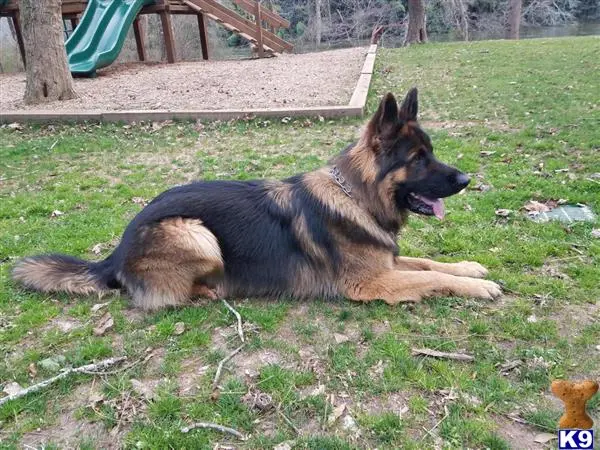 German Shepherd stud dog: a german shepherd dog lying on the grass
