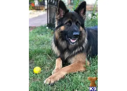 German Shepherd stud dog: a german shepherd dog lying in the grass