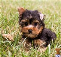 yorkshire terrier puppy posted by baileyr361