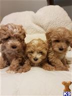 maltipoo puppy posted by bakara233