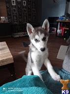 siberian husky puppy posted by bakara233