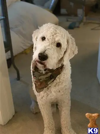 Goldendoodles stud dog