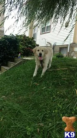 Labrador Retriever stud dog