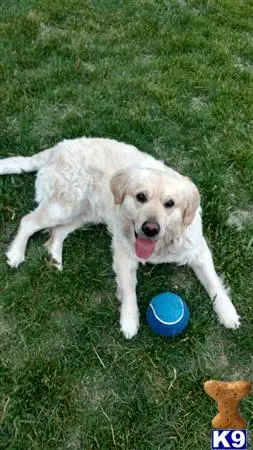 Labrador Retriever stud dog