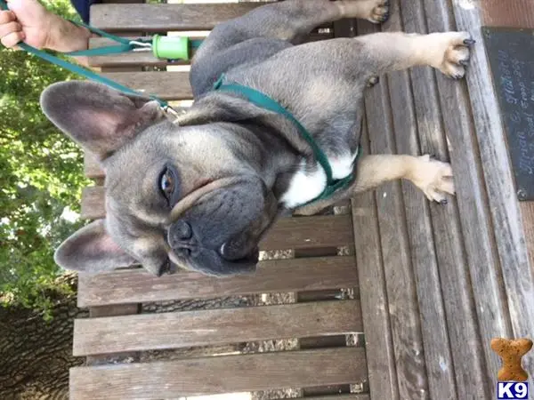 French Bulldog stud dog