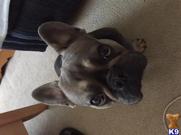 French Bulldog stud dog