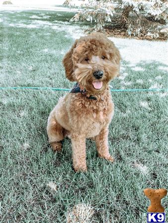 a goldendoodles dog sitting on grass