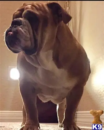 Old English Bulldog