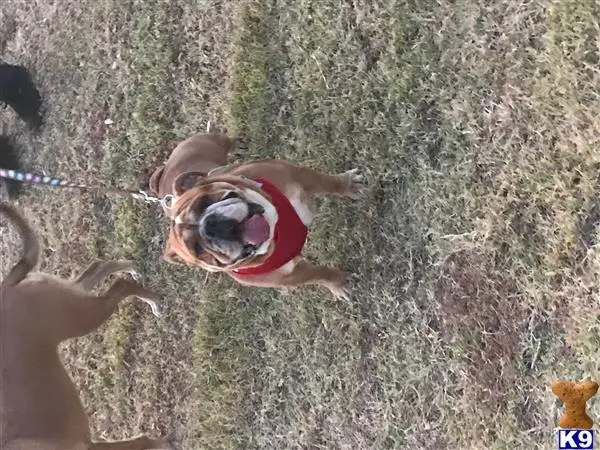 Old English Bulldog stud dog